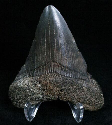 Megalodon Tooth #6990